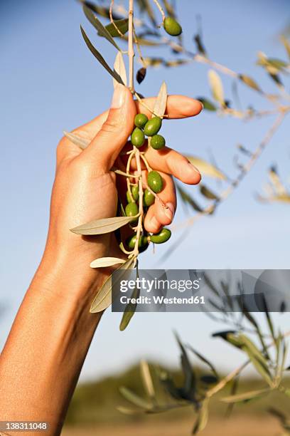 croatia, istria, woman's hand holding olive branch, close up - olive tree imagens e fotografias de stock