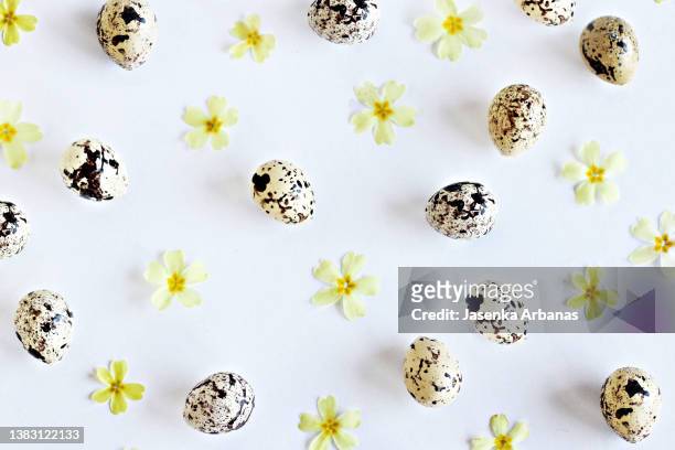 easter background - easter egg white background stock pictures, royalty-free photos & images