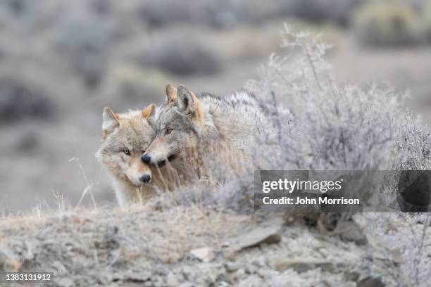two grey wolf (mostly white/tan colored) share a tender moment together for portrait in yellowstone national park (usa) - yellowstone national park wolf stock pictures, royalty-free photos & images