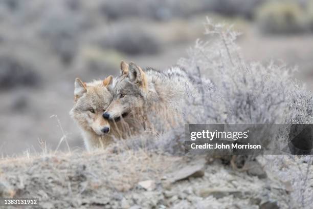 two grey wolf (mostly white/tan colored) share a tender moment together for portrait in yellowstone national park (usa) - yellowstone national park bildbanksfoton och bilder