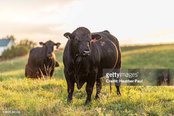 large bull standing in a field at sunset with grass hanging from his mouth and cows behind him - bull photos et images de collection