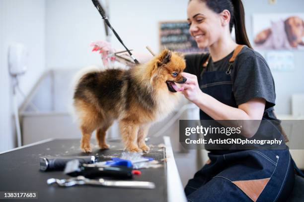 miniature pomeranian spitz puppy getting new haircut at groomer. - get your groom on stockfoto's en -beelden