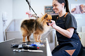 Miniature Pomeranian Spitz puppy getting new haircut at groomer.