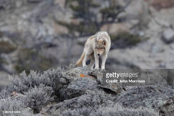 grey wolf (mostly white/tan colored) looks around and poses on rock pile for portrait in yellowstone national park (usa) - yellowstone national park wolf stock pictures, royalty-free photos & images