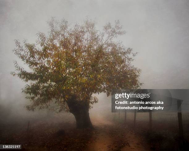 tree in fog - cortegana fotografías e imágenes de stock