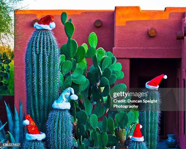 cactus santas - arizona christmas stock-fotos und bilder