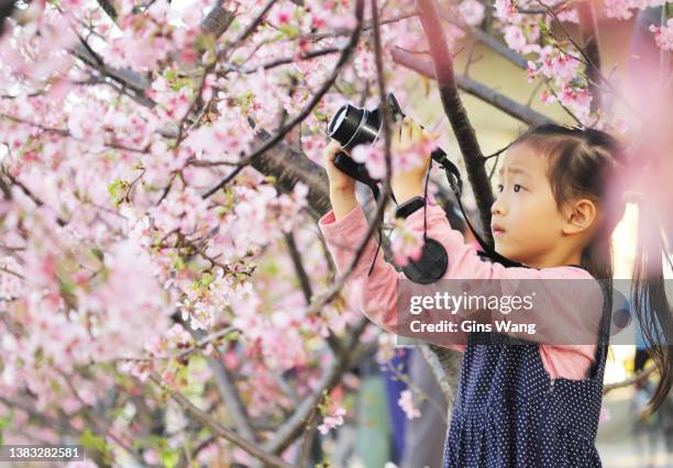 a asian girl take photos with a digital camera. - kind camera bloemen stockfoto's en -beelden