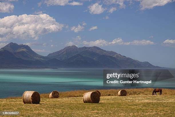 coastscape with hay bales and horse - kaikoura stock pictures, royalty-free photos & images