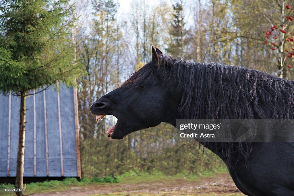 Black horse yawning