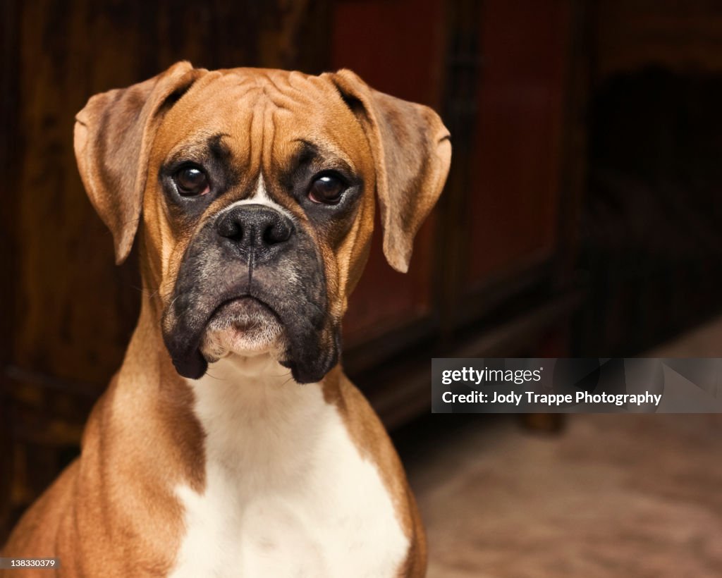 Boxer pup