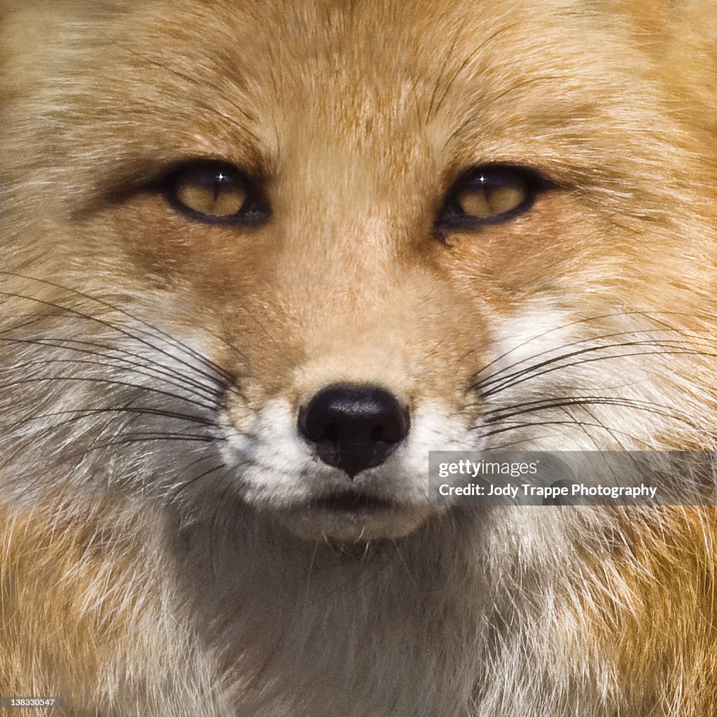 Close up of Fox face