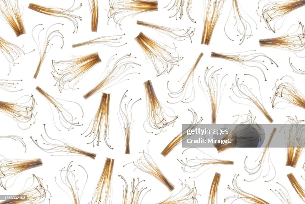 Enoki Mushroom Back Lit Flat Lay Pattern