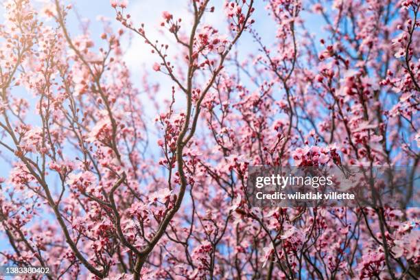 full bloom pink cherry blossoms or sakura flower tree isolated. - oriental cherry tree stock pictures, royalty-free photos & images