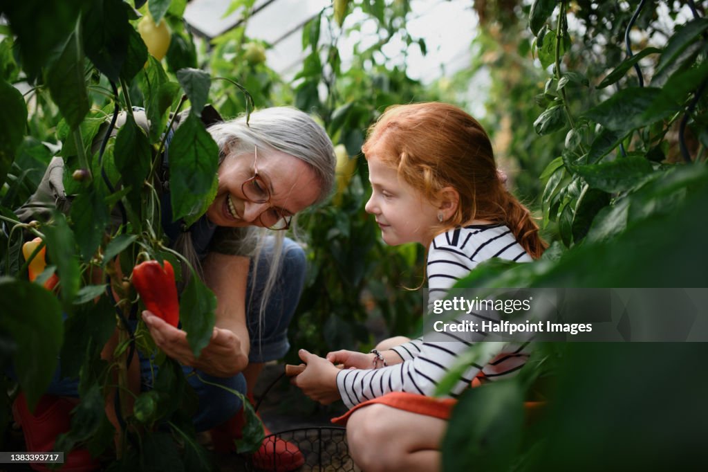 Grandmother with granddaughter picking peppers in garden together.