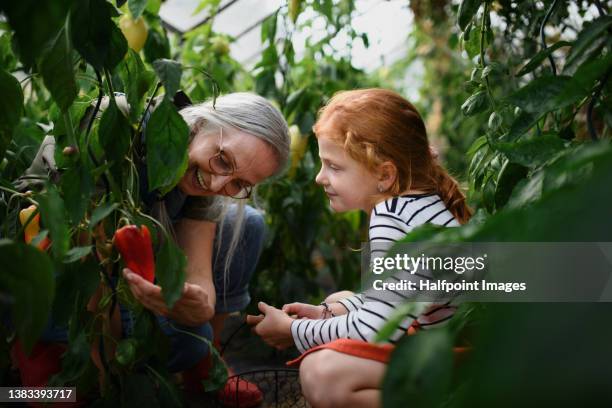 grandmother with granddaughter picking peppers in garden together. - jardinería fotografías e imágenes de stock