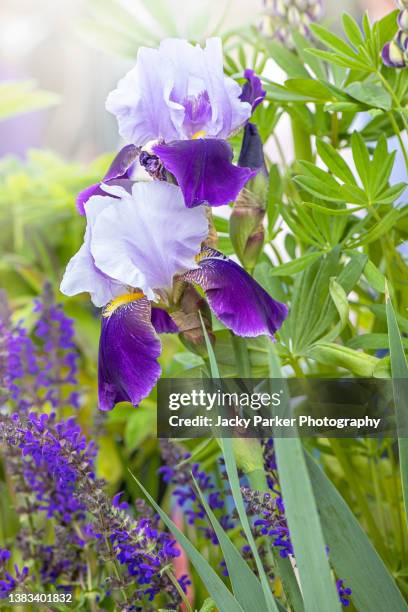 beautiful blue/purple bearded iris, summer flowers in hazy sunshine - bearded iris stockfoto's en -beelden