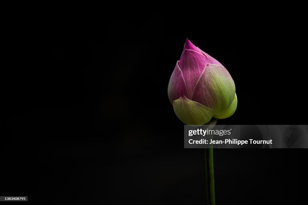 Lotus Flower bud - Southeast Asia