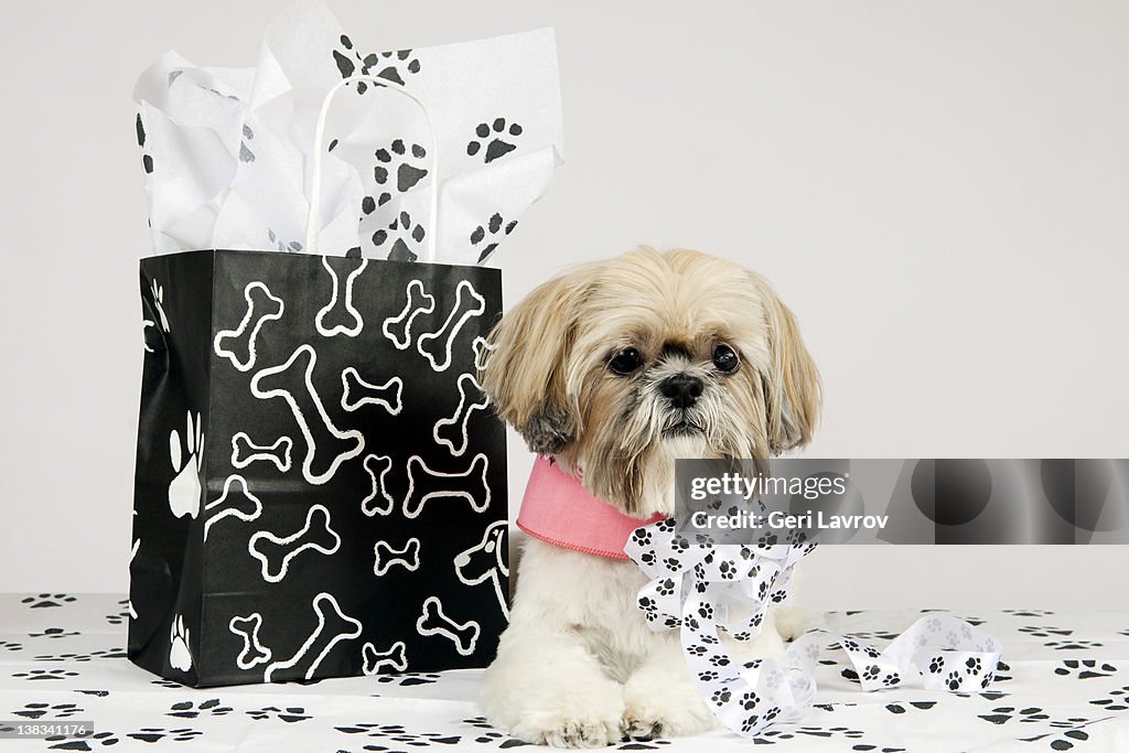 Shih Tzu dog by shopping bag