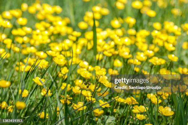 buttercups blossom in spring - hahnenfuß stock-fotos und bilder