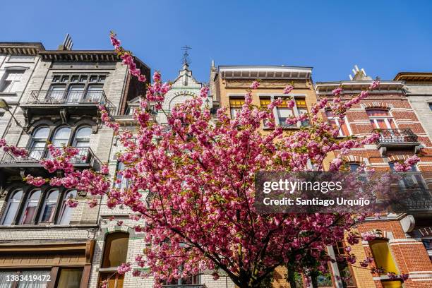 cherry blossom tree on a street - region brüssel hauptstadt stock-fotos und bilder