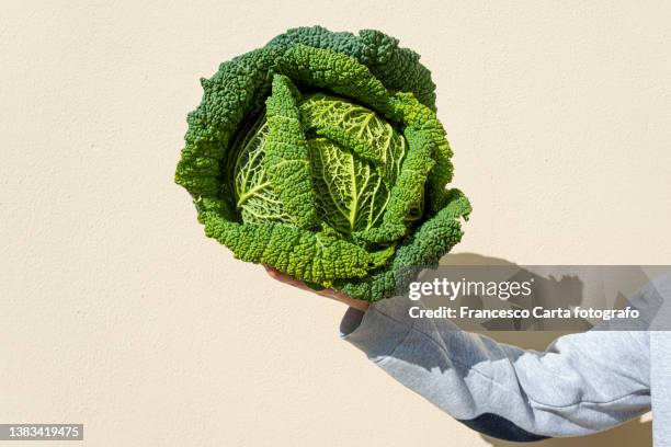 hand holding fresh green savoy cabbage - col fotografías e imágenes de stock