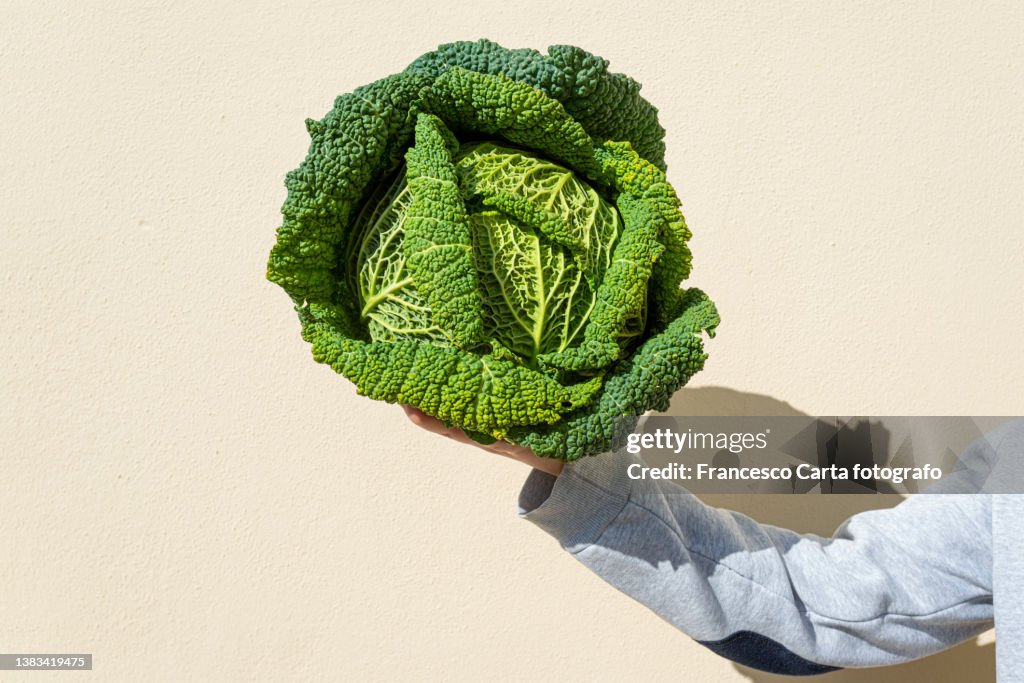 Hand holding Fresh green Savoy Cabbage