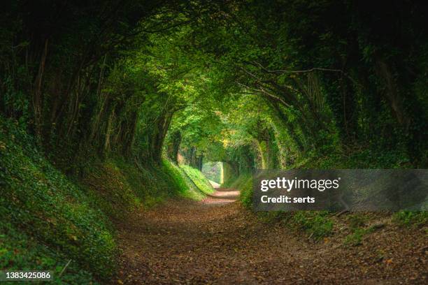 magical forest path and tree tunnel at sunrise on spring - conto-de-fadas imagens e fotografias de stock