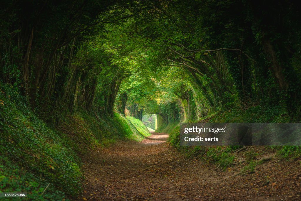Magical forest path and tree tunnel at sunrise on spring