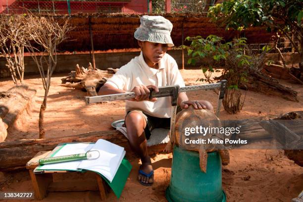 researcher measuring plowshare tortoise madagascar - comportamento animale foto e immagini stock