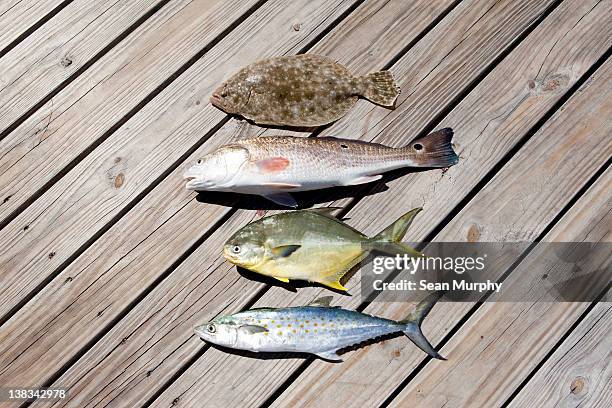 four caught fish - redfish stockfoto's en -beelden