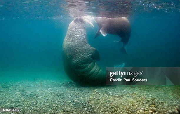 walrus, svalbard, norway - ジュゴン ストックフォトと画像