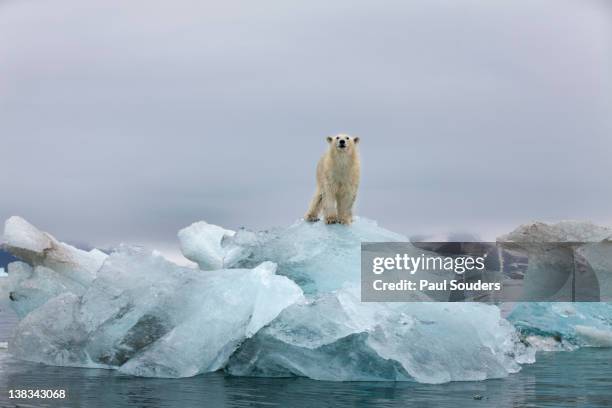 polar bear, svalbard, norway - melting - fotografias e filmes do acervo