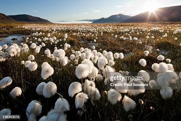 arctic landscape, svalbard - wollgras stock-fotos und bilder