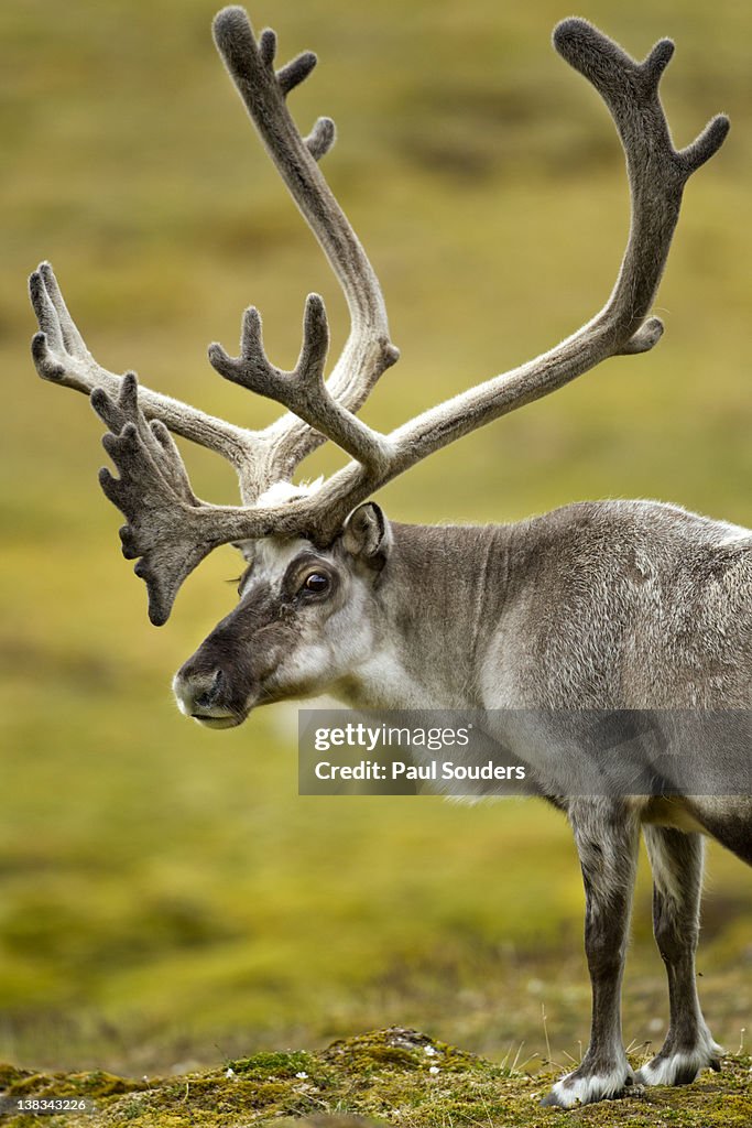 Reindeer, Svalbard, Norway