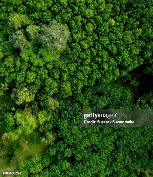 17,996 Java Tree Stock Photos, High-Res Pictures, and Images - Getty Images