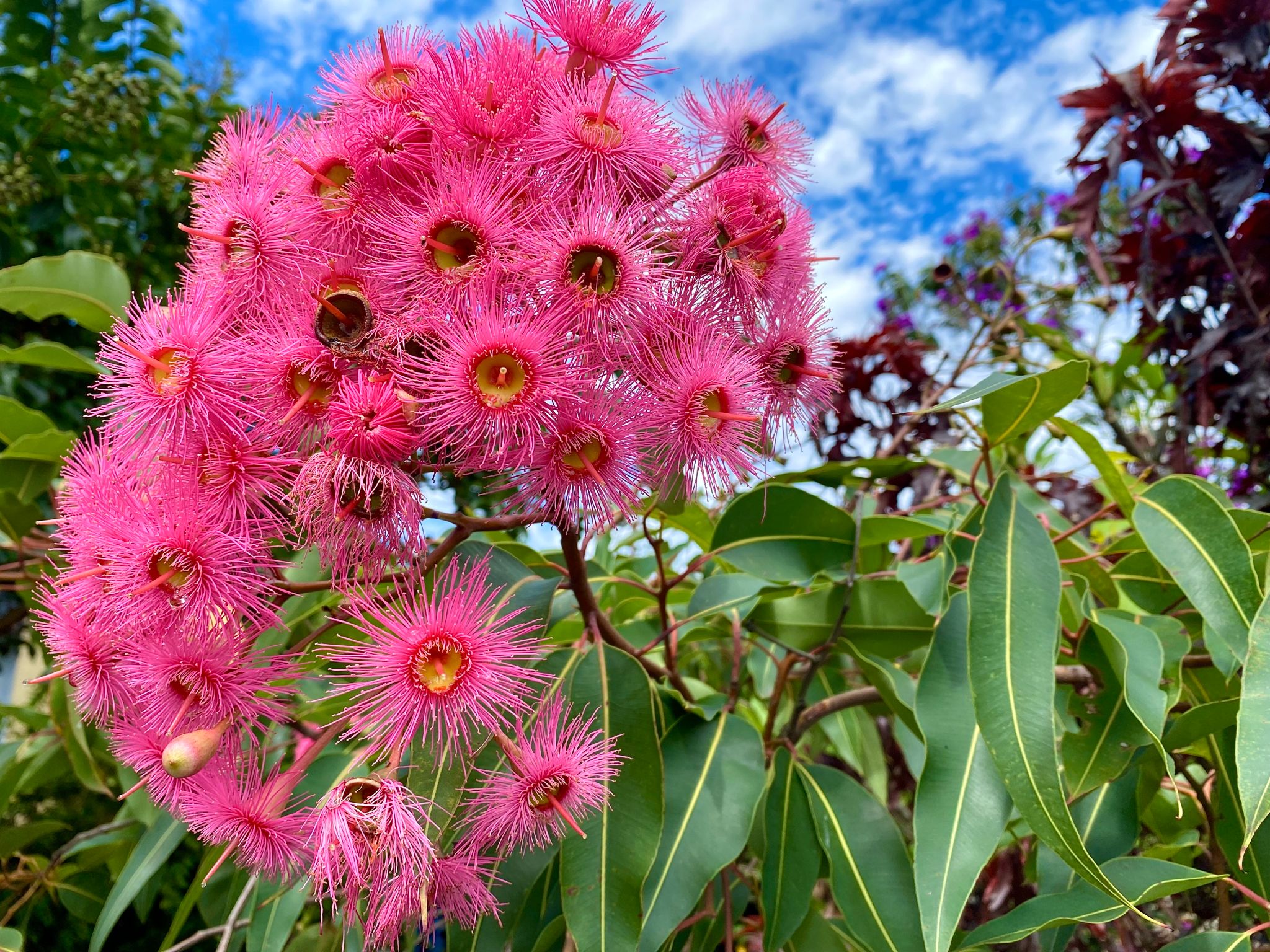 spring australian food