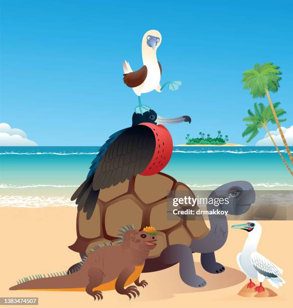 galapagos islands and animals - galapagos giant tortoise stock illustrations