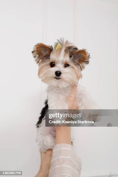 a small dog of the maltese breed looks at the camera is held on the hands of a young european woman - princess beatrice of york stockfoto's en -beelden