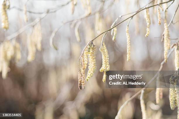 hazel catkins in a cornish hedge - pussy willow stock pictures, royalty-free photos & images