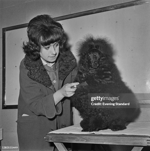 Contestant in a poodle show at Seymour Hall in Marylebone, London, UK, 3rd December 1963.