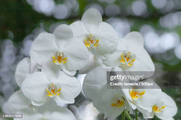 orchid,close-up of white cherry blossoms - moth orchid stock-fotos und bilder