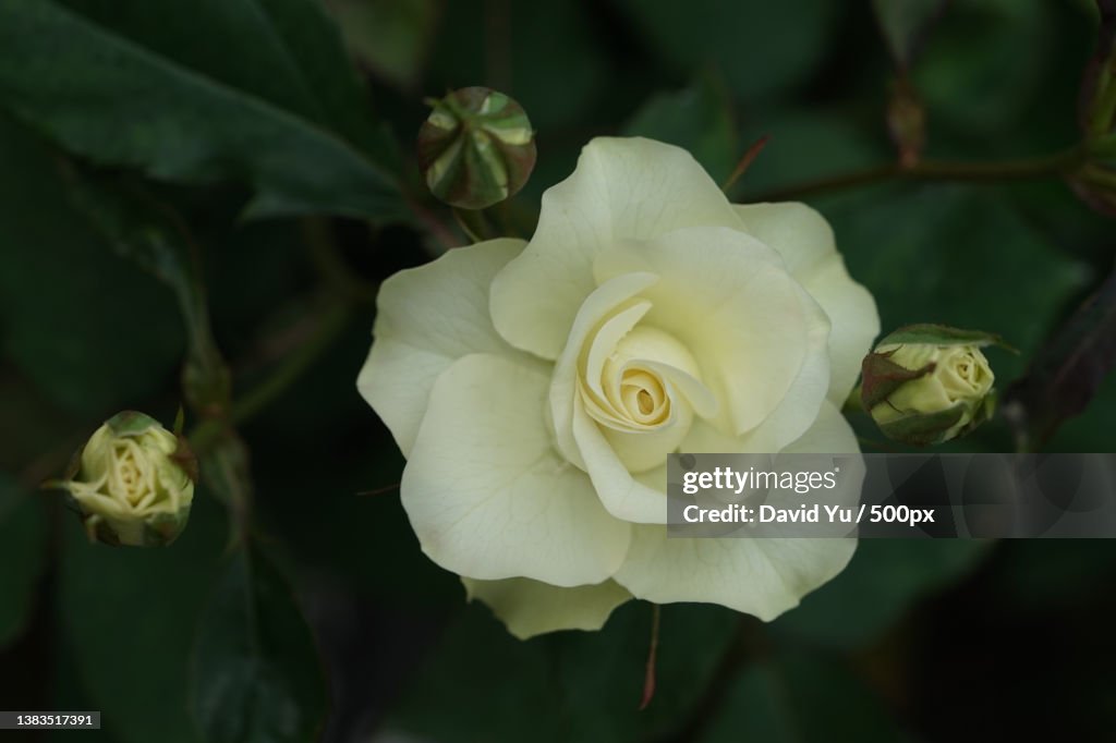 Rose,Close-up of white rose,Taiwan
