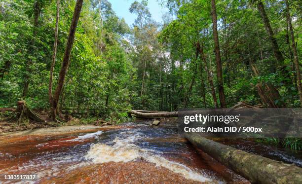 scenic view of river amidst trees in forest,french guiana - french guiana stockfoto's en -beelden