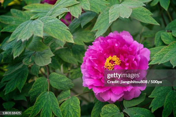 close-up of pink flowering plant - portulak stock-fotos und bilder