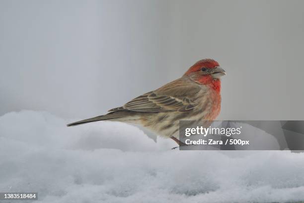 looking for food,close-up of songfinch perching on snow,schaumburg,illinois,united states,usa - house finch stockfoto's en -beelden