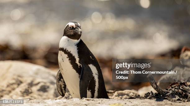 close-up of jackass magellan sphenisciformes on sand at beach,south africa - flightless bird fotografías e imágenes de stock