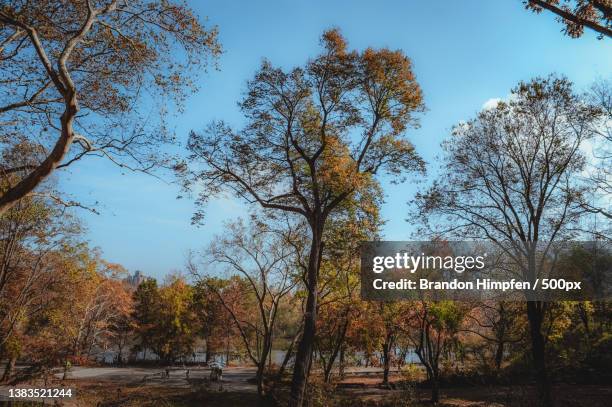 Central Park,Trees on field against sky during autumn