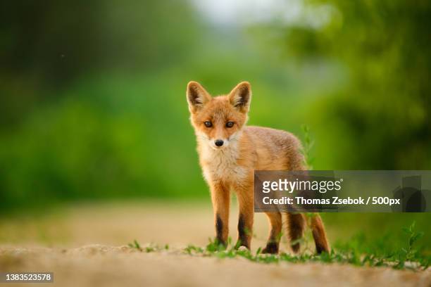 red fox cub,vulpes vulpes,portrait of red fox standing on land - fox pup stock pictures, royalty-free photos & images