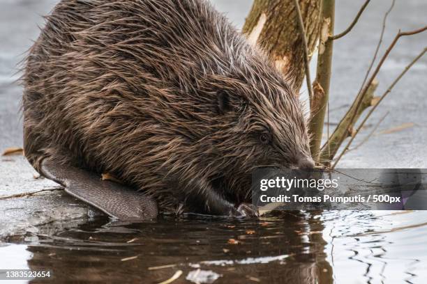 beaver,close-up of bear swimming in lake - beaver chew stock pictures, royalty-free photos & images