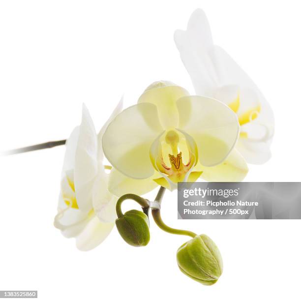 close-up of orchids against white background - moth orchid ストックフォトと画像